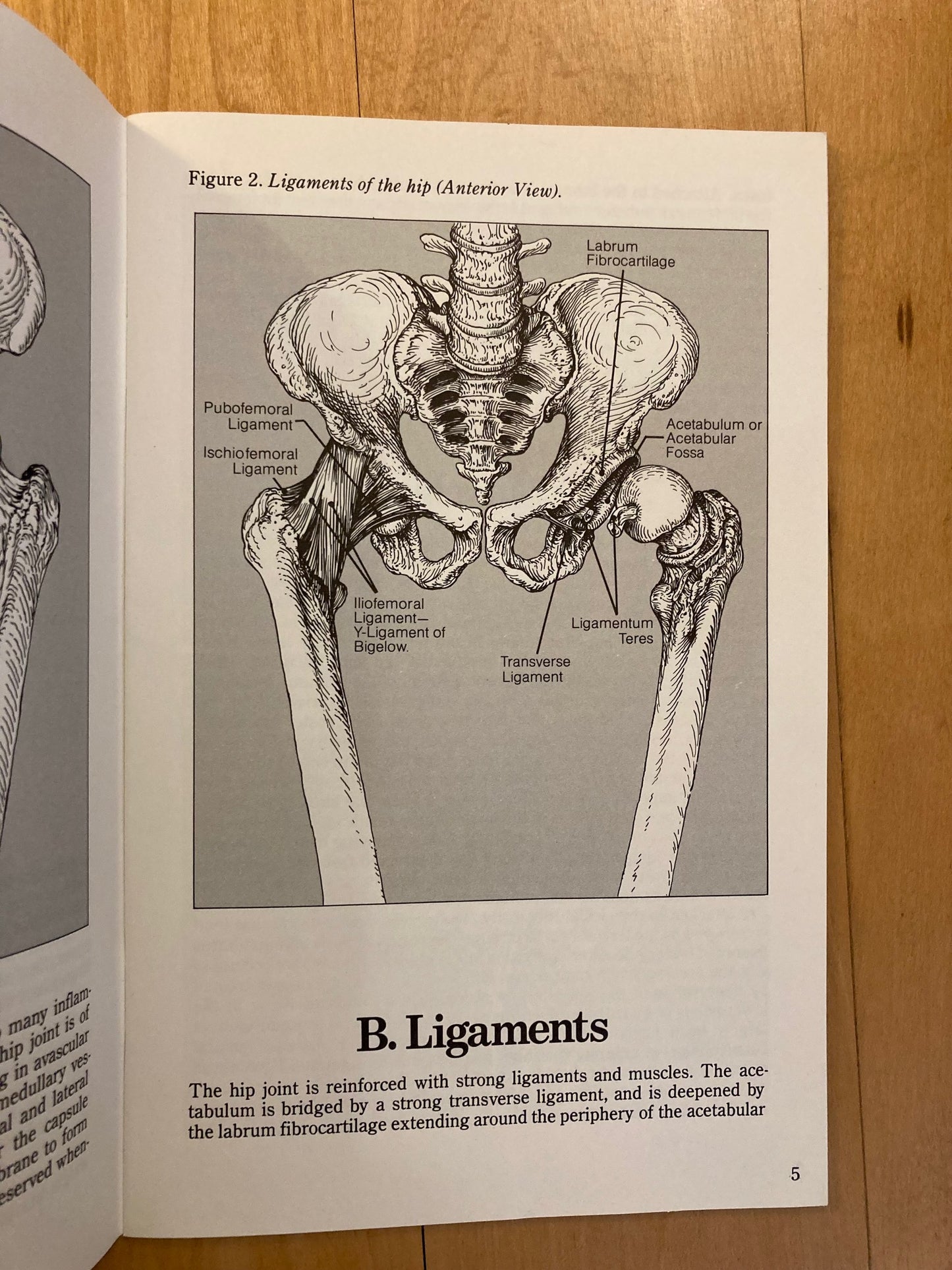 Common Hip Disorders